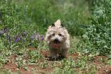 CAIRN TERRIER 569